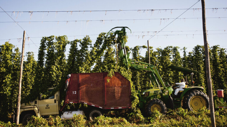 A person rides a tractor. They are harvesting hops in a field. Blue sky is behind them.