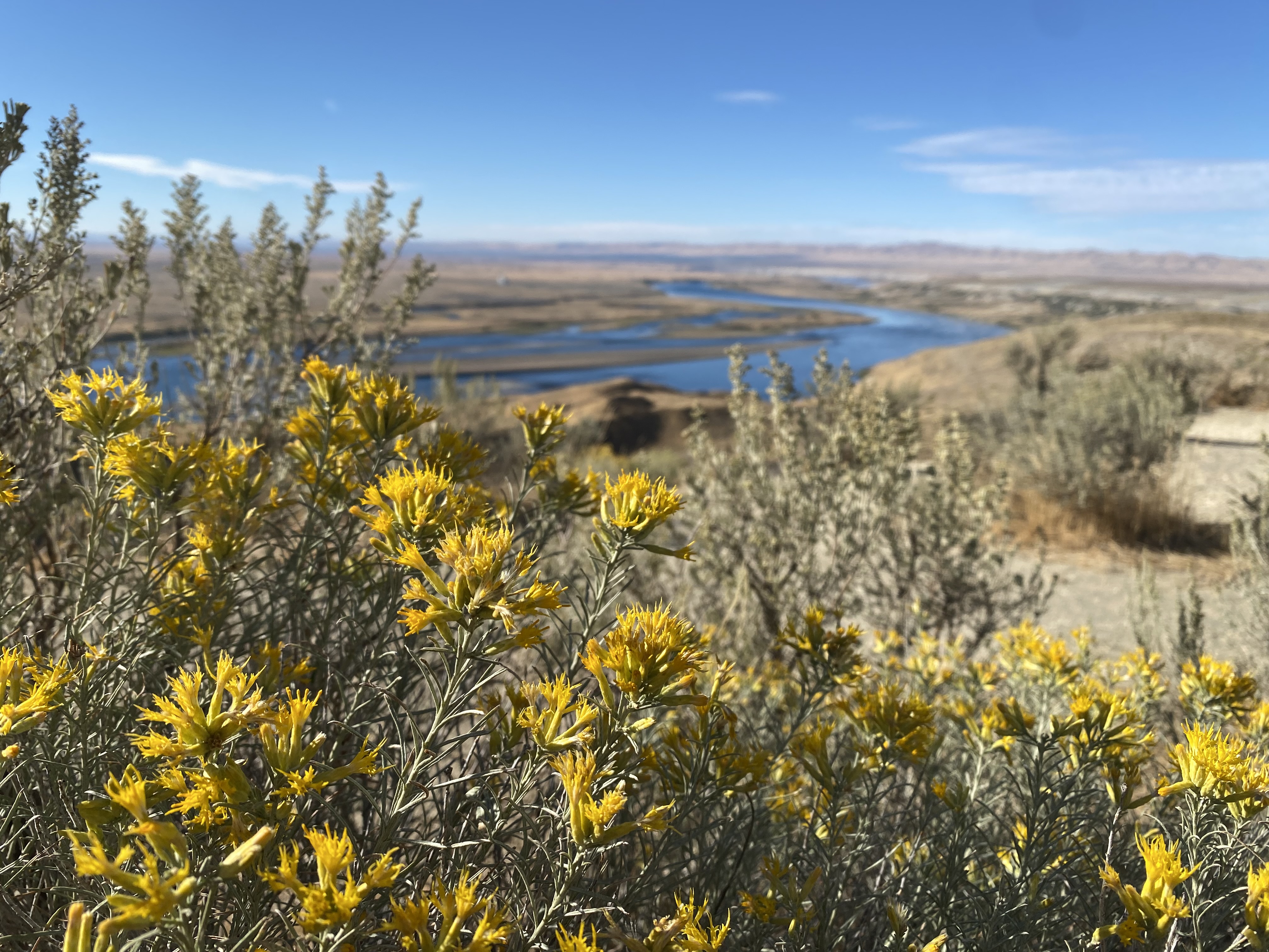 Rabbitbrush blooms in September 2024 across the Columbia River from the Hanford site.