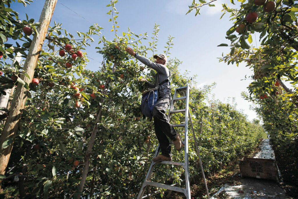 A person stands on a ladder to pick apples in an orchard. Blue sky is in the background.