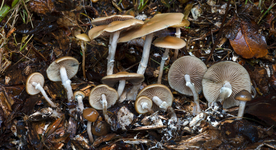 Psilocybe ovoideocystidiata, a type of mushroom that has psilocybin, a psychoactive compound, photographed in Issaquah, Washington. The use of entheogens like psilocybin has been shown to treat some mental health conditions. Photo by Alan Rockefeller, courtesy of WikiMedia.