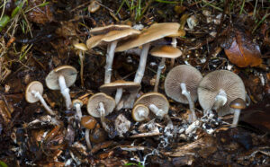 Psilocybe ovoideocystidiata, a type of mushroom that has psilocybin, a psychoactive compound, photographed in Issaquah, Washington. The use of entheogens like psilocybin has been shown to treat some mental health conditions. Photo by Alan Rockefeller, courtesy of WikiMedia.