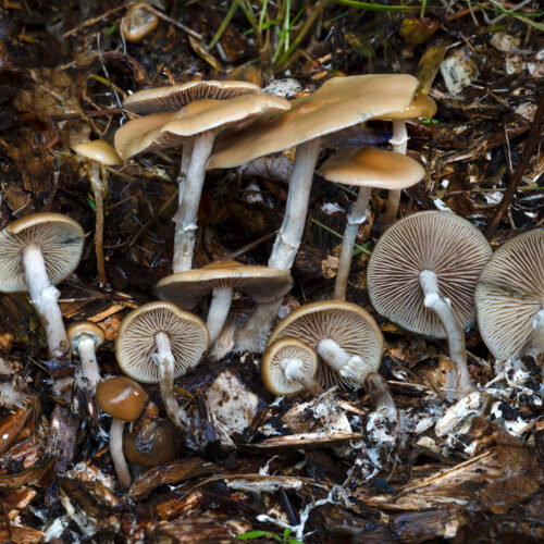 Psilocybe ovoideocystidiata, a type of mushroom that has psilocybin, a psychoactive compound, photographed in Issaquah, Washington. The use of entheogens like psilocybin has been shown to treat some mental health conditions. Photo by Alan Rockefeller, courtesy of WikiMedia.