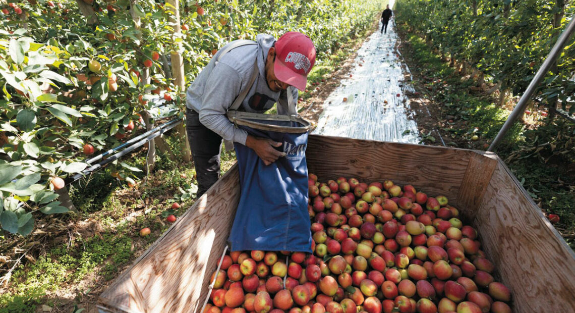 A person unloads apples into a larger container in the middle of an apple orchard.