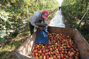 A person unloads apples into a larger container in the middle of an apple orchard.