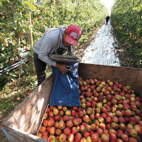 A person unloads apples into a larger container in the middle of an apple orchard.