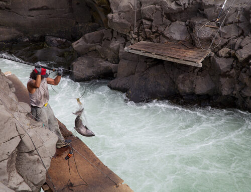 A fisherman stands on a wooden platform above a river with lots of rapids. The fisherman is holding a net. In the net, there is a very large salmon.