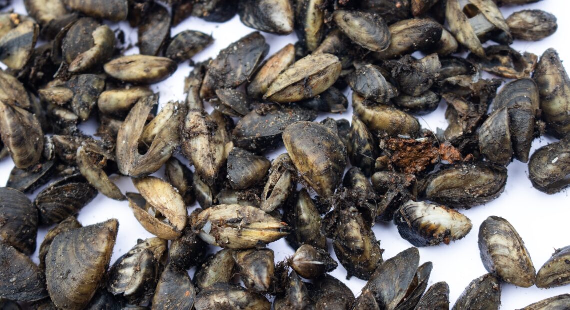 Brown mussels cover a white surface. The mussels are clumped together all over the surface.