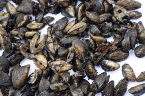 Brown mussels cover a white surface. The mussels are clumped together all over the surface.