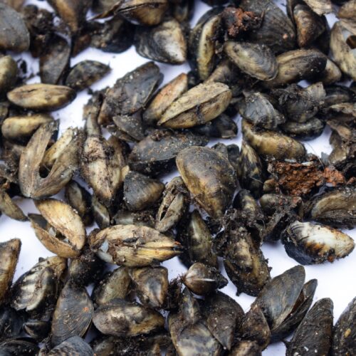 Brown mussels cover a white surface. The mussels are clumped together all over the surface.