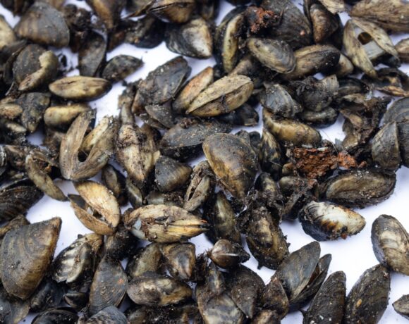 Brown mussels cover a white surface. The mussels are clumped together all over the surface.