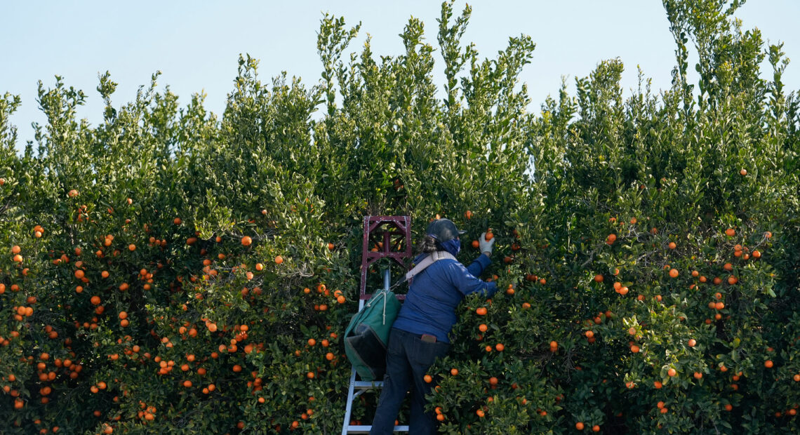 A farmworker picks fruit at a citrus farm in Kern County, Calif., Monday, Jan. 20, 2025. (AP Photo/Godofredo A. Vásquez)