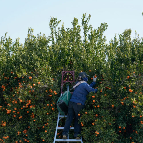 A farmworker picks fruit at a citrus farm in Kern County, Calif., Monday, Jan. 20, 2025. (AP Photo/Godofredo A. Vásquez)