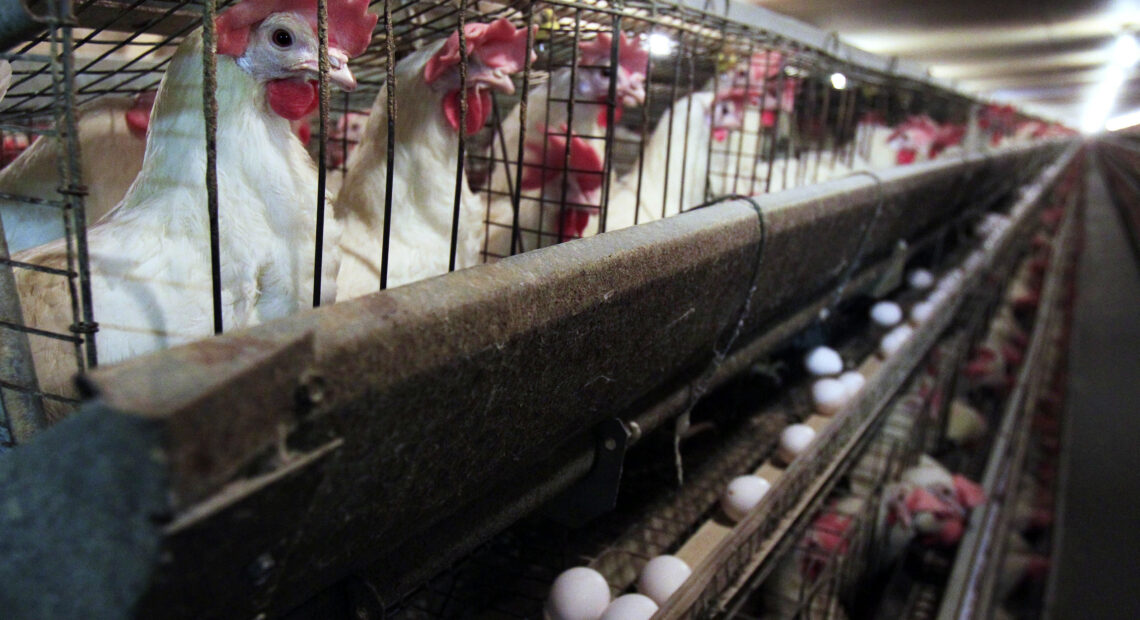 FILE - In this 2010 file photo, chickens stand in their cages at Maine Contract Farming in Turner, Maine. Another farm in Franklin County, Washington has had to recently euthanize their 300,000 chickens.