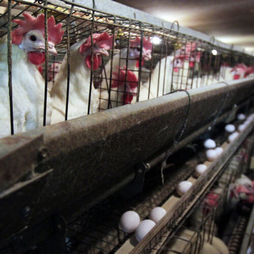 FILE - In this 2010 file photo, chickens stand in their cages at Maine Contract Farming in Turner, Maine. Another farm in Franklin County, Washington has had to recently euthanize their 300,000 chickens.