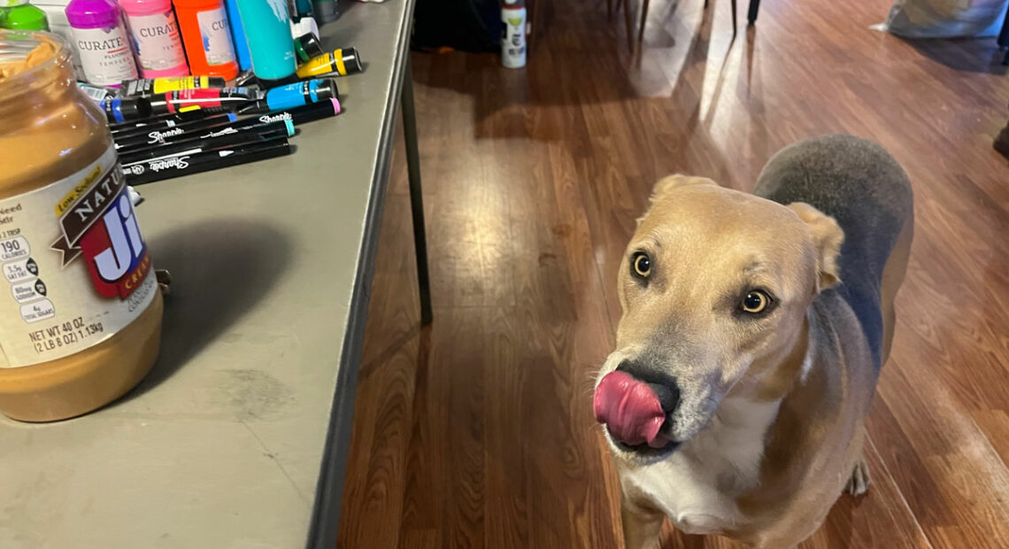 A light brown dog licks its nose. The dog is looking at a jar of Jif peanut butter that's sitting on a counter.