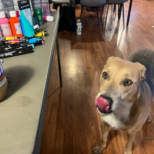 A light brown dog licks its nose. The dog is looking at a jar of Jif peanut butter that's sitting on a counter.