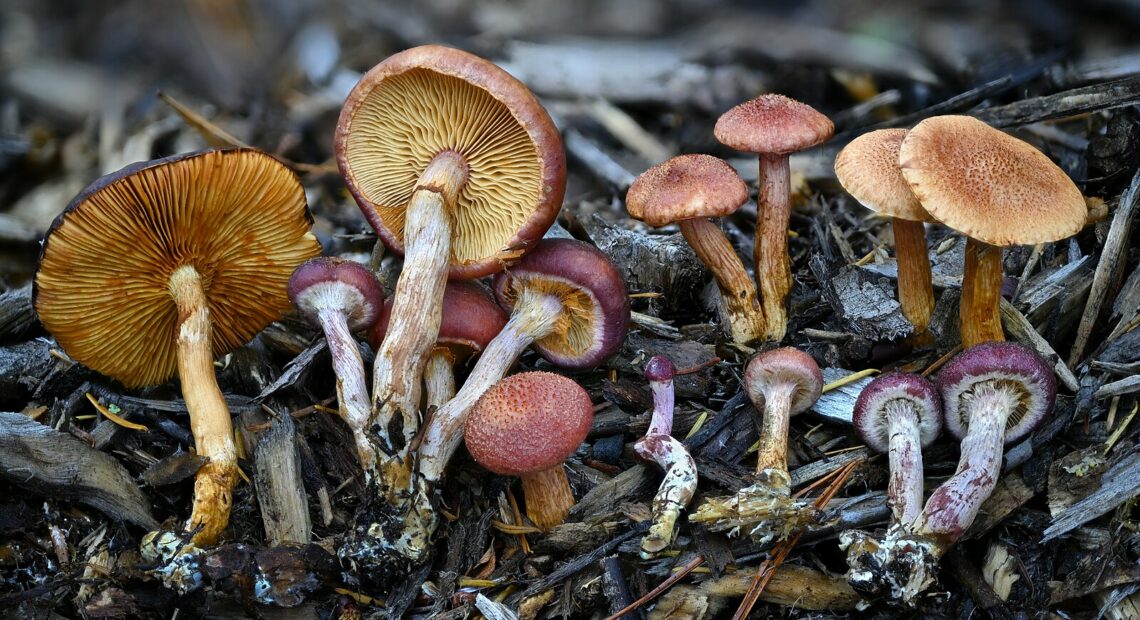 Gymnopilus luteofolius, a type of mushroom which contains the psychoactive component psilocybin growing in Port Orchard, Washington. A group is Washington is drafting a state ballot measure to legalize a number of plant- and fungi-based psychedelics for personal use, including psilocybin mushrooms. Courtesy of Wikimedia Commons, Alan Rockefeller.