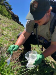 A person with a grey hat and light green shirt and green gloves carefully places caterpillars on a leaf in a green grassy field. 