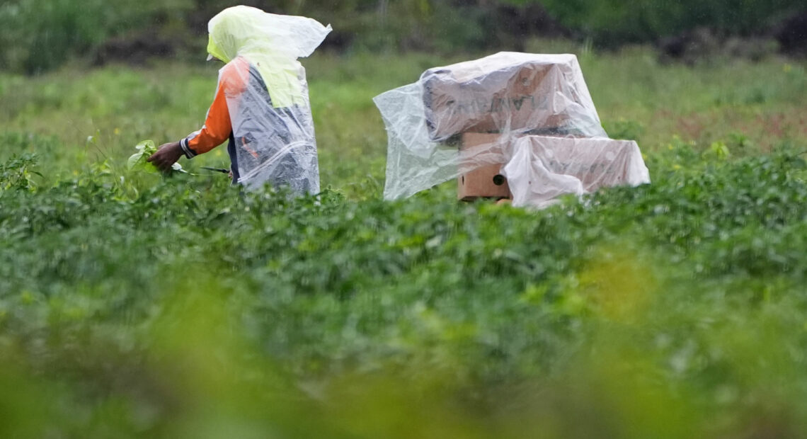 Trabajadores agrícolas en un campo en Homestead, Florida, el lunes 20 de enero de 2025. (Crédito: AP Photo / Lynne Sladky).