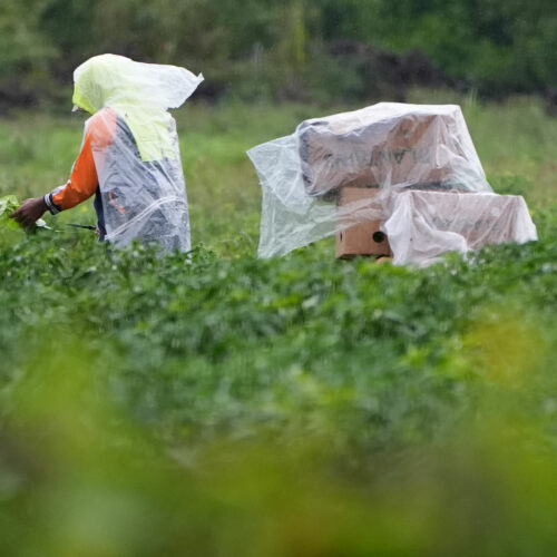 Trabajadores agrícolas en un campo en Homestead, Florida, el lunes 20 de enero de 2025. (Crédito: AP Photo / Lynne Sladky).