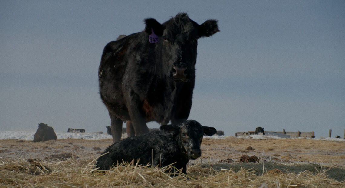 A black cow and its calf stands in the middle of a field.