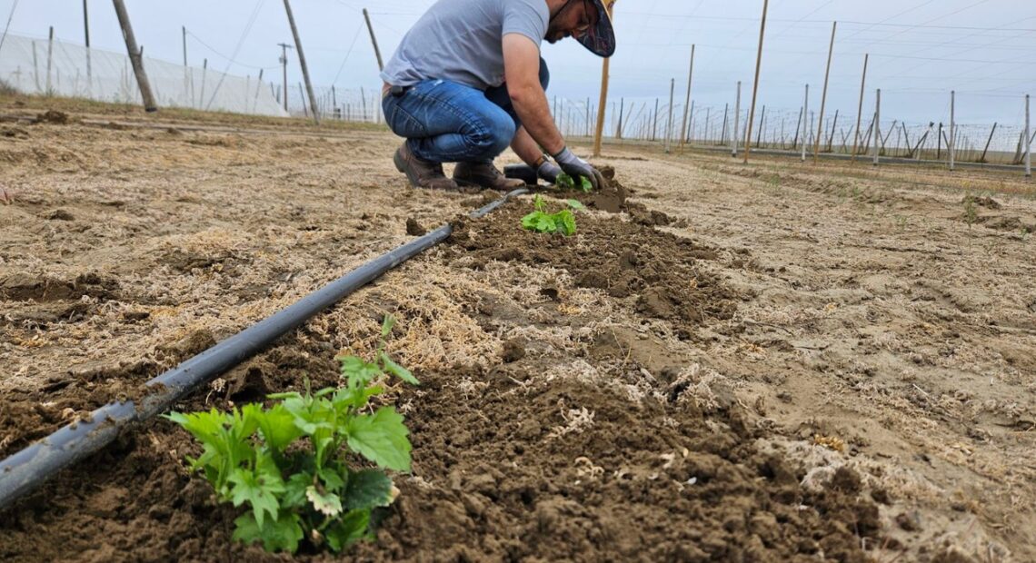 Francisco Gonzalez, a Ph.D. researcher at the U.S. Department of Agriculture who was stationed at Washington State University’s Irrigated Agriculture Research and Extension Center in Prosser, has been fired by the Trump Administration.