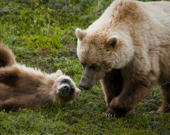 A large mother grizzly bear is standing next to a small brown cub. The cub is laying on the ground. The bears are on green grass.