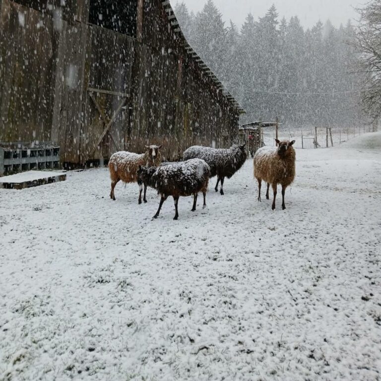 A group of farm animals stand outside of a barn in a field. There is snow on the ground. It's currently snowing.