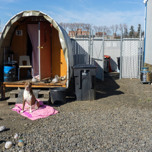 A dog sits in front of a horseshoe-shaped shelter