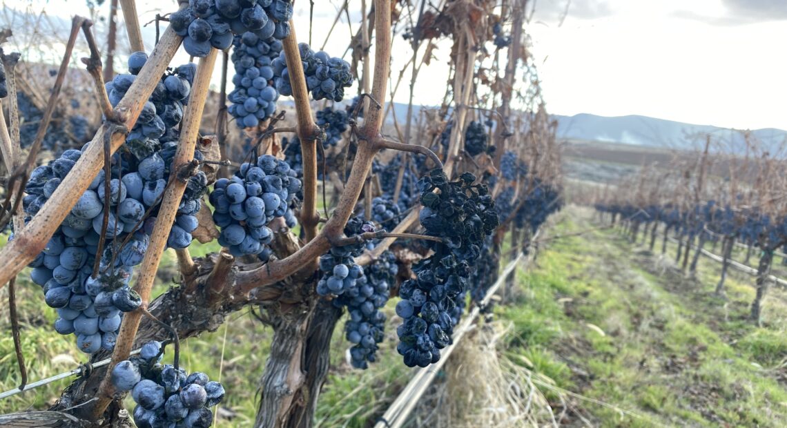 Last year’s unharvested grapes go to the birds in the Columbia Basin.