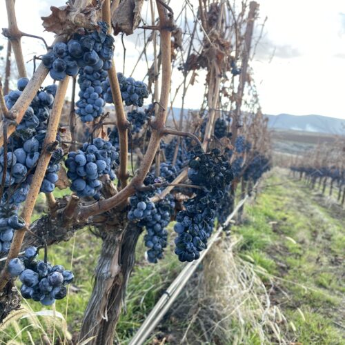 Last year’s unharvested grapes go to the birds in the Columbia Basin.