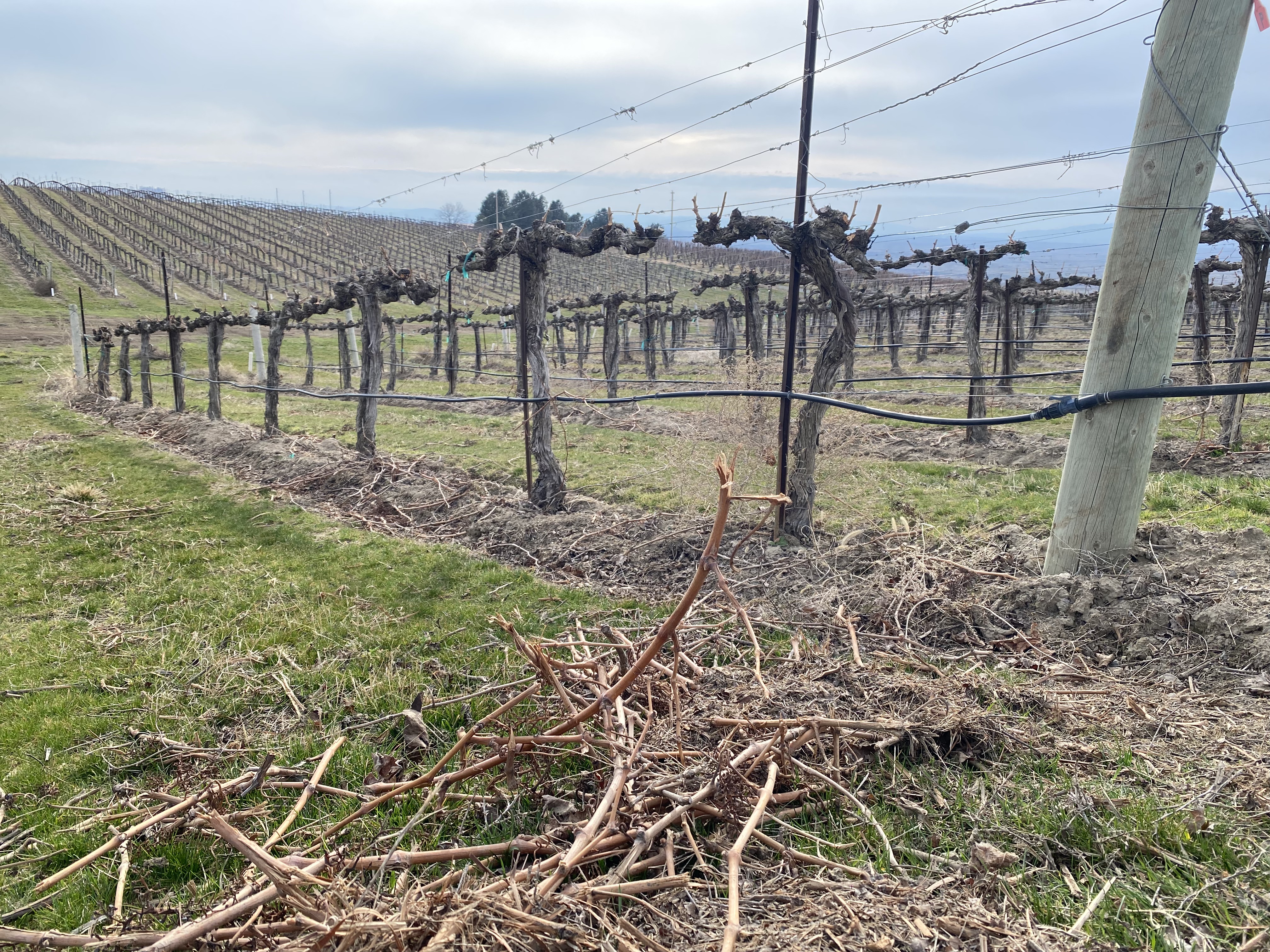 Shorn grape canes litter vineyards this time of year from recent pruning near the Columbia River in Washington state’s Columbia Basin.