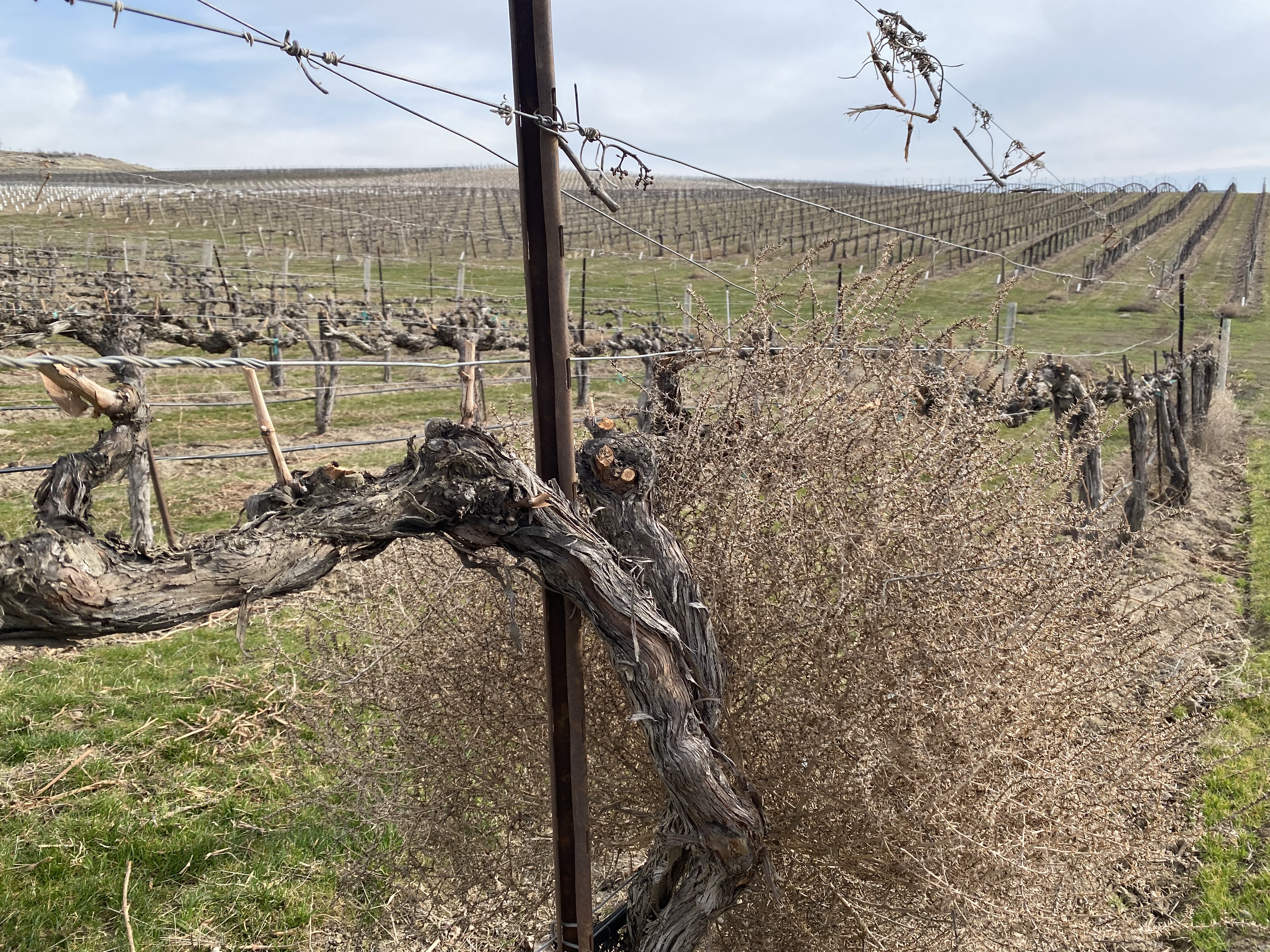 Wine grapevines nestled by a tumbleweed are pruned and ready for the season near the Columbia River in Washington state.