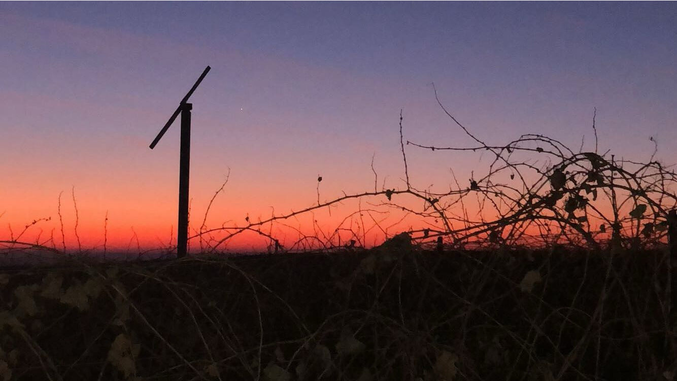 Bare wine grapes and a wind machine show off their forms in the sunset.