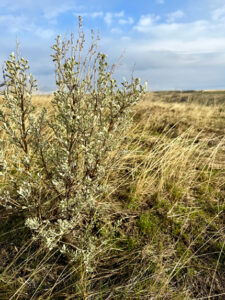 A sagebrush bush is surrounded by grasses. The sky in the background is a light blue-grey.